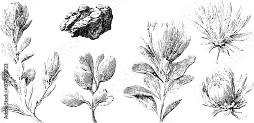 Vintage black and white engraving of botanical sketches featuring gyps plants