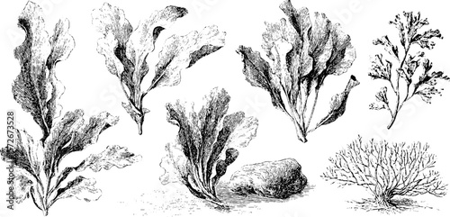 Vintage hand drawn kelp illustration set for design projects