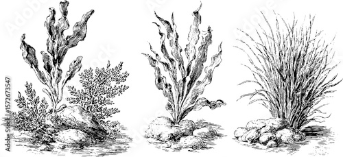 Black and white vintage engraving of kelp set - oceanic botanical illustration for design