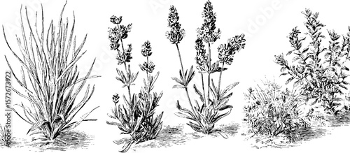 Vintage botanical sketch set: hand drawn lavender and foliage illustration for retro decor