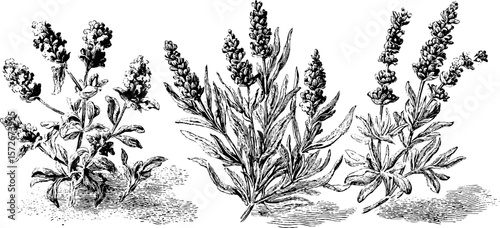 Vintage black and white engraving of lavender plant set for design and decoration