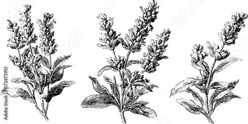 Vintage hand drawn engraving of lavender plants silhouettes for retro design