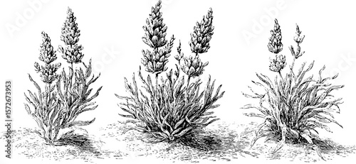 Black and white engraving of lavender plants - vintage hand drawn botanical illustration for decor and design