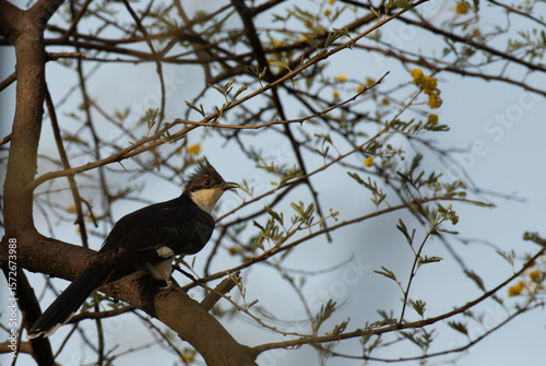 Canvas Print A striking Male Pied Cuckoo with its distinctive crest and black and white plumage, perches on a thorny branch