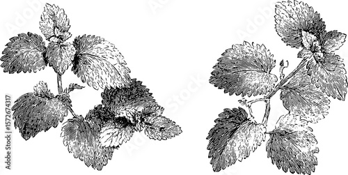 Vintage lemon balm leaves engraving illustration for design and print