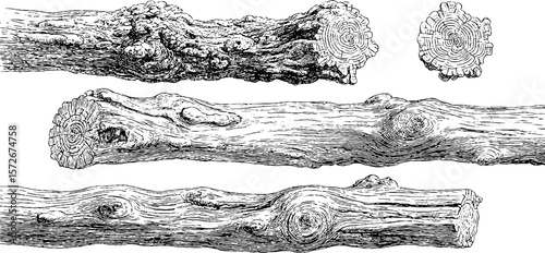 Vintage black and white wood engraving illustration set: detailed tree logs and cross sections