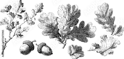 Oak leaf and acorn set - vintage engraving illustration for nature designs