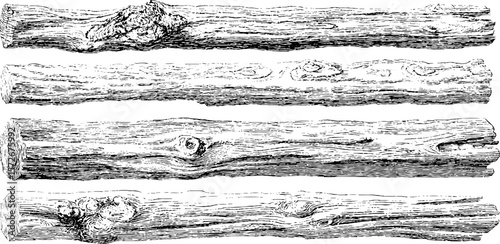 Vintage black and white oak woodcut engraving set for retro design projects