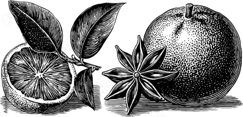 Vintage hand-drawn engraving of oranges and star anise for retro kitchen decor