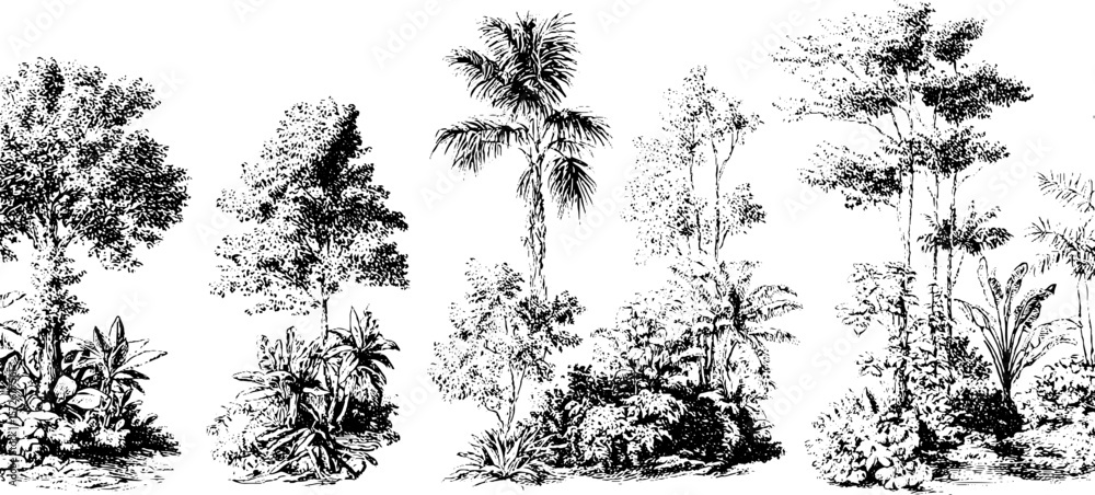 Fototapeta premium Vintage black and white engraving of tropical trees and foliage for design