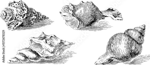 Vintage seashell sketch collection: intricate hand-drawn illustrations for retro design projects