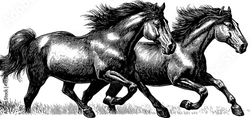 Vintage hand-drawn engraving of wild horses in motion