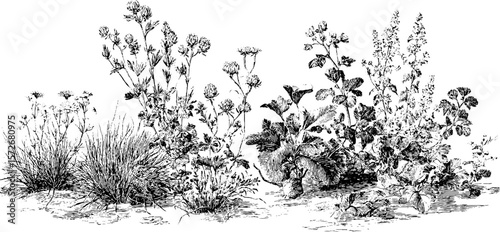 Vintage black and white engraving of wild plants sketch for design and decor