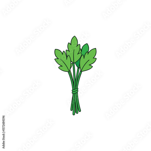 A bunch of fresh green parsley tied together with string