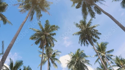 Wallpaper Mural Tropical paradise palm trees sunlight blue sky vacation summer beach ocean coconut nature scenic idyllic getaway relaxation tranquility Torontodigital.ca