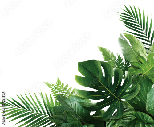 Lush green plant display nature botanical vibrant environment. Isolated on transparent background, png.