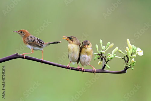 Zitting Cisticola bird feeds its two hungry chicks on a branch, Baby Zitting Cisticola bird waiting for food from its mother, Zitting Cisticola bird on branch