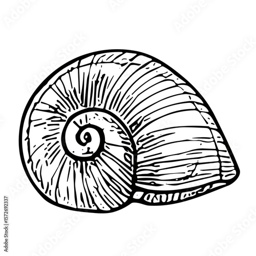 Doodle sketch vector illustration of a nautilus shell on transparent background for marine life and ocean design