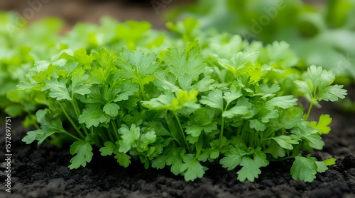 Wallpaper Mural Fresh parsley plants growing in dark fertile soil, vibrant green leaves and stems create natural pattern, organic garden herbs ready for culinary use. Torontodigital.ca