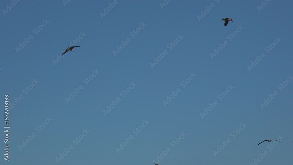 Seagulls sky birds soaring freely on clear day in open air hunting food Seagulls sky birds soaring freely on clear day in open air hunting food