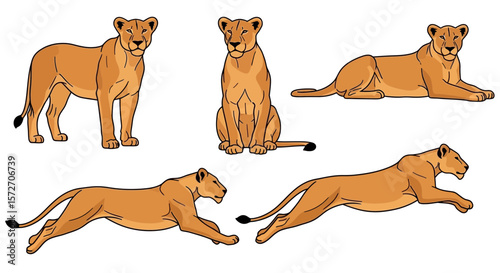 Female Asiatic lion in various poses and movements  