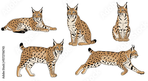 Eurasian lynx in different poses showcasing natural behavior  