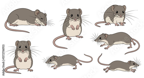 House shrew in different poses displaying various expressions and movements  