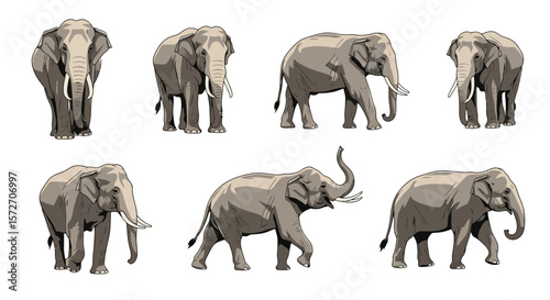 Indian elephant in different poses showcasing various movements  