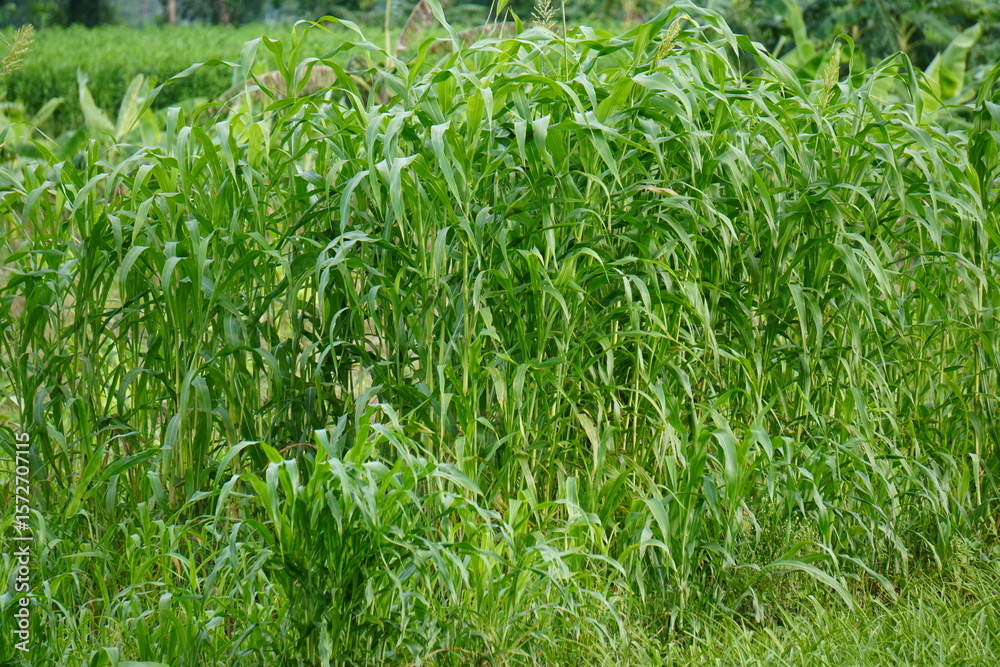 Fototapeta premium Sudan grass also known Sorghum drummondii