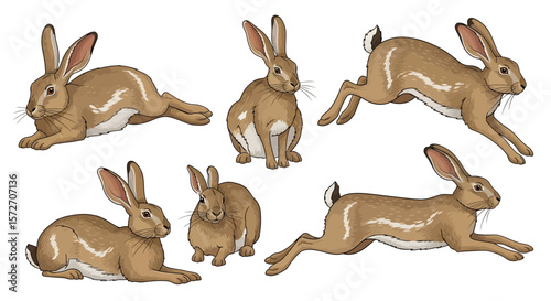Indian hare in different poses showcasing various movements and actions  