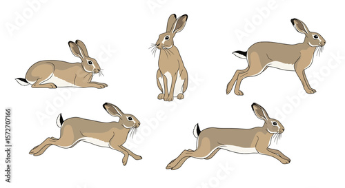 Indian Hare in various poses demonstrating movement and agility  