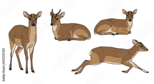 Indian Muntjac (Barking Deer) in different poses and positions  