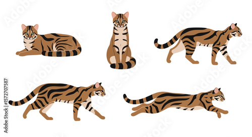Jungle cat in different poses and expressions on white background  
