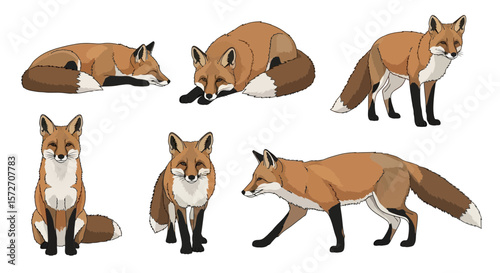 Red fox in various poses on white background, concept of animals in different poses  
