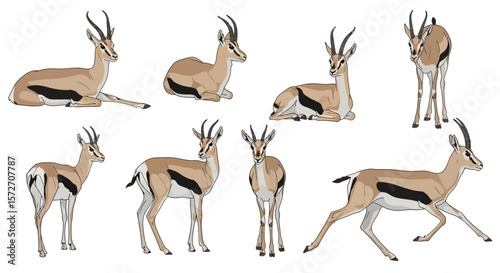 Mongolian gazelles in different poses and actions, concept of animals in different poses  