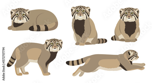 Manul cat in various poses depicting playful and relaxed behavior  