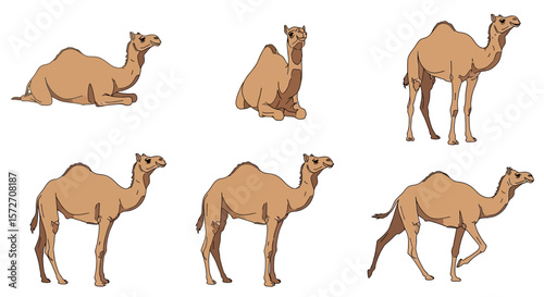 Wild dromedary camels in different poses and positions  