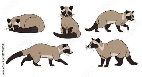 Asian Palm Civet in different poses showcasing variety and movement  