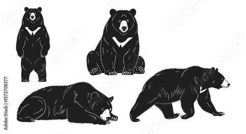 Asiatic black bears in different poses and movements  