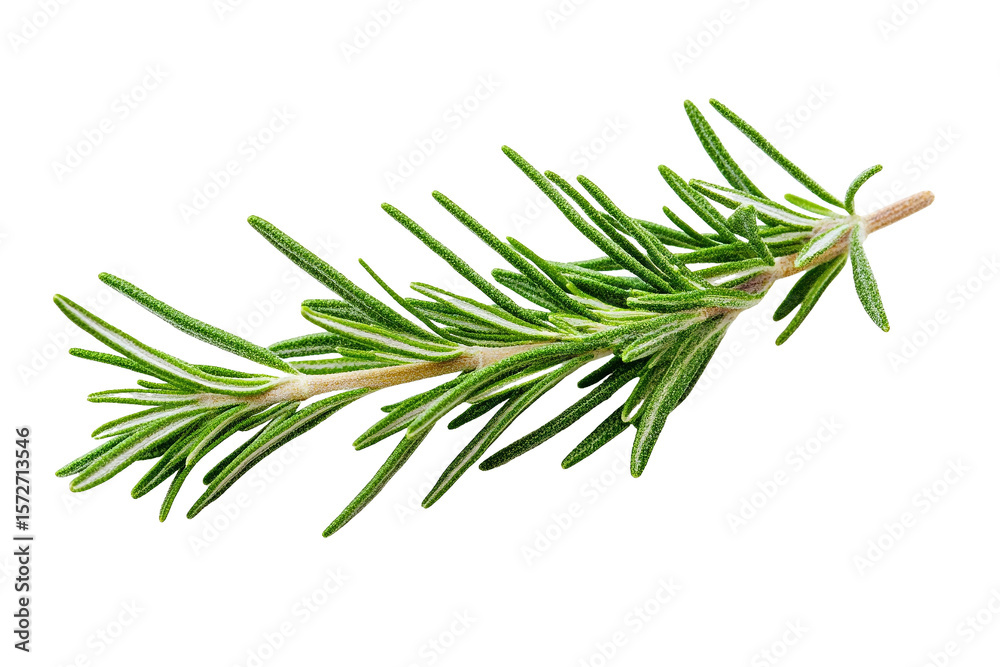 Fototapeta premium Fresh Rosemary Sprig: Isolated on Transparent PNG, vibrant green, culinary herb.