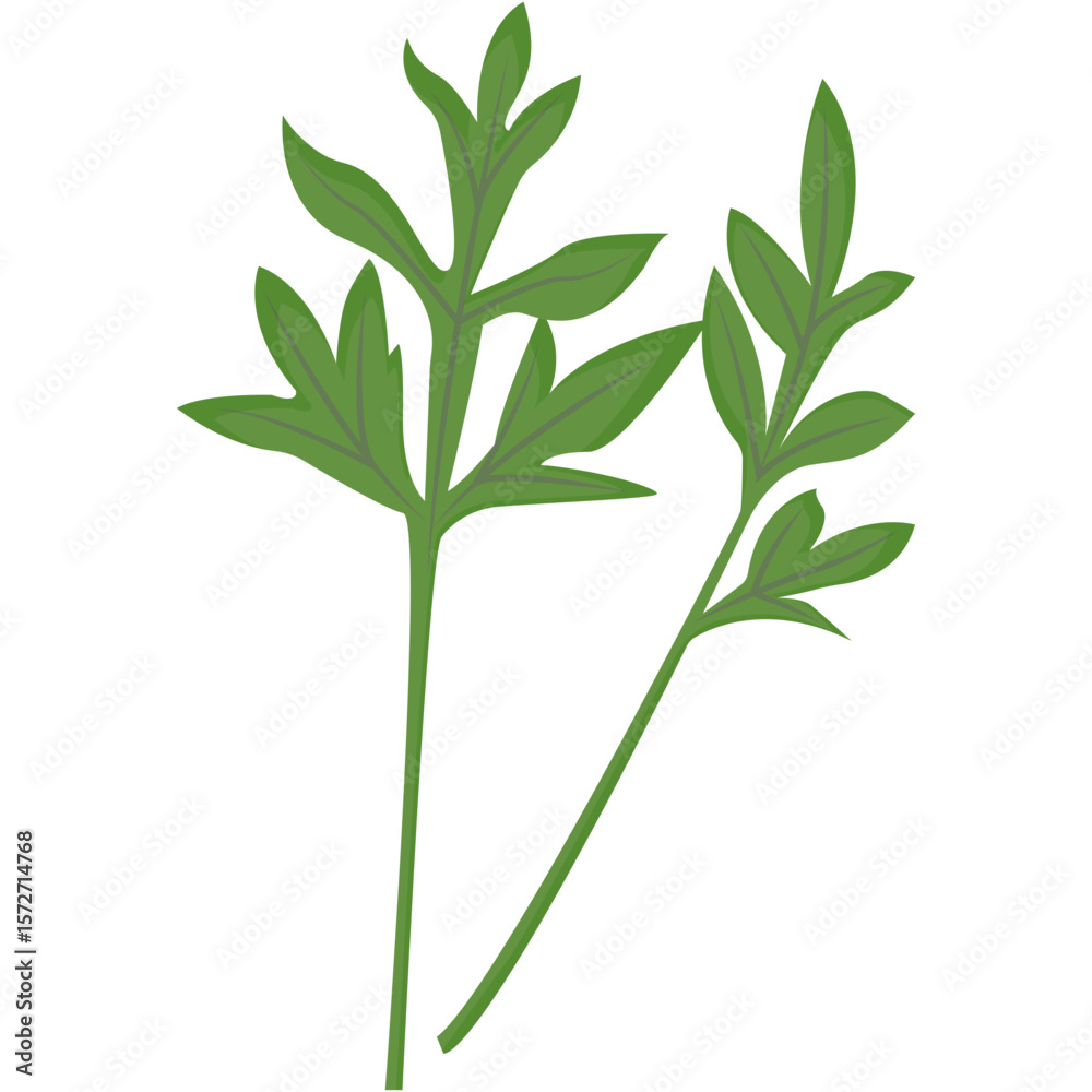 Obraz premium Indonesian Vegetables Illustration. sketch illustration of a collection of spice plants for traditional Indonesian Asian cooking spices