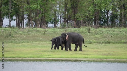 Thai elephants in the wild
