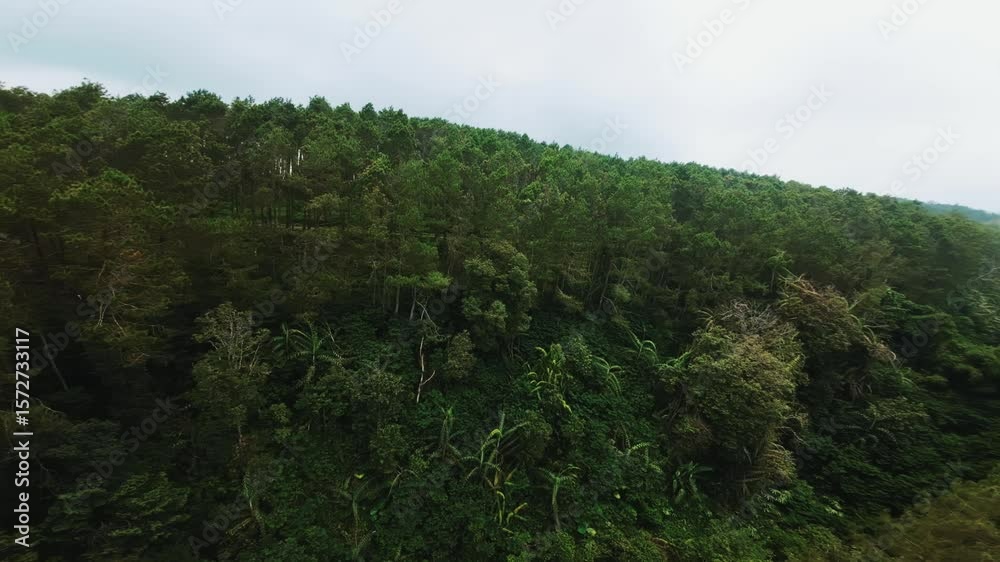Lush Green Forest Landscape Lush Green Forest Landscape