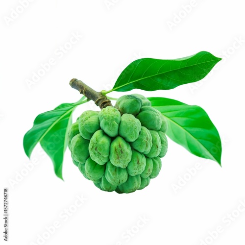 high-quality product photography shot of a single green cherimoya fruit against a pure white background