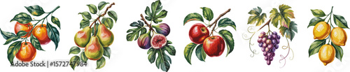 Set of fruit tree branches in watercolor style featuring apple, pear, grape, orange, lemon, and fig. Hand-painted look, isolated on transparent background for easy use.