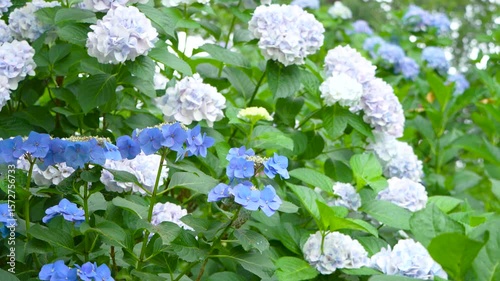 あじさい・埼玉県　権現堂公園