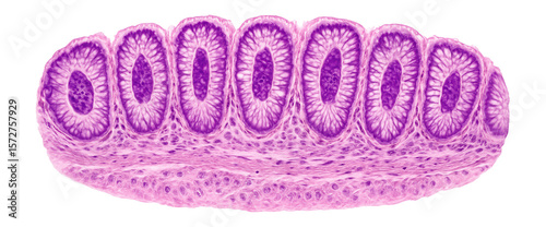 Hematoxylin-eosin stained colon tissue section with distinct goblet cells and epithelial lining