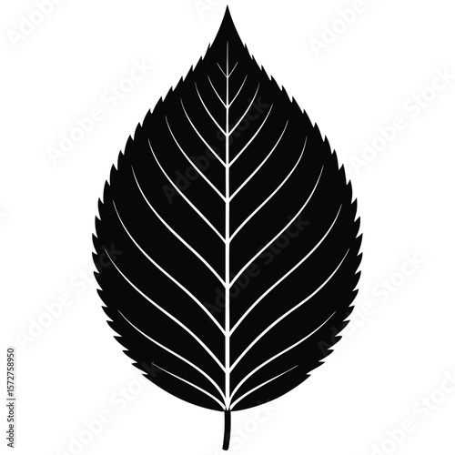 A bold black silhouette of a beech (Fagus) leaf,