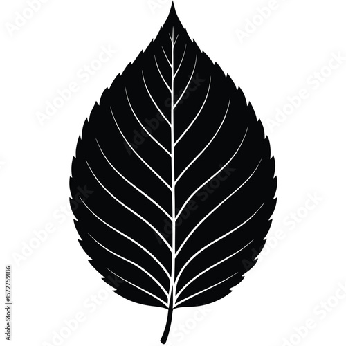 A bold black silhouette of a beech (Fagus) leaf,