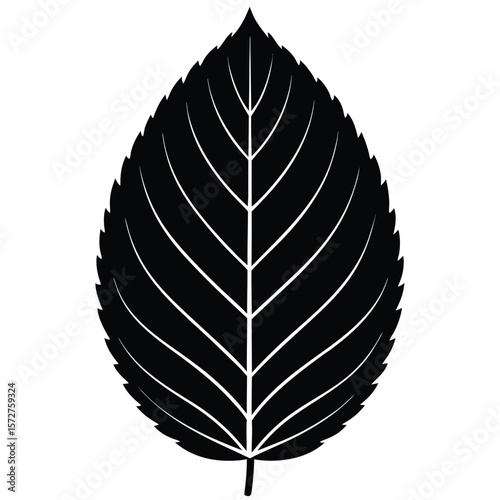 A bold black silhouette of a beech (Fagus) leaf,